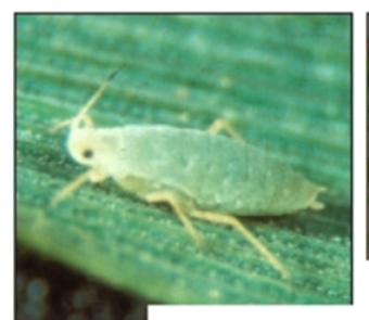 Russian wheat aphid 